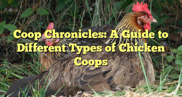 Coop Chronicles: A Guide to Different Types of Chicken Coops 